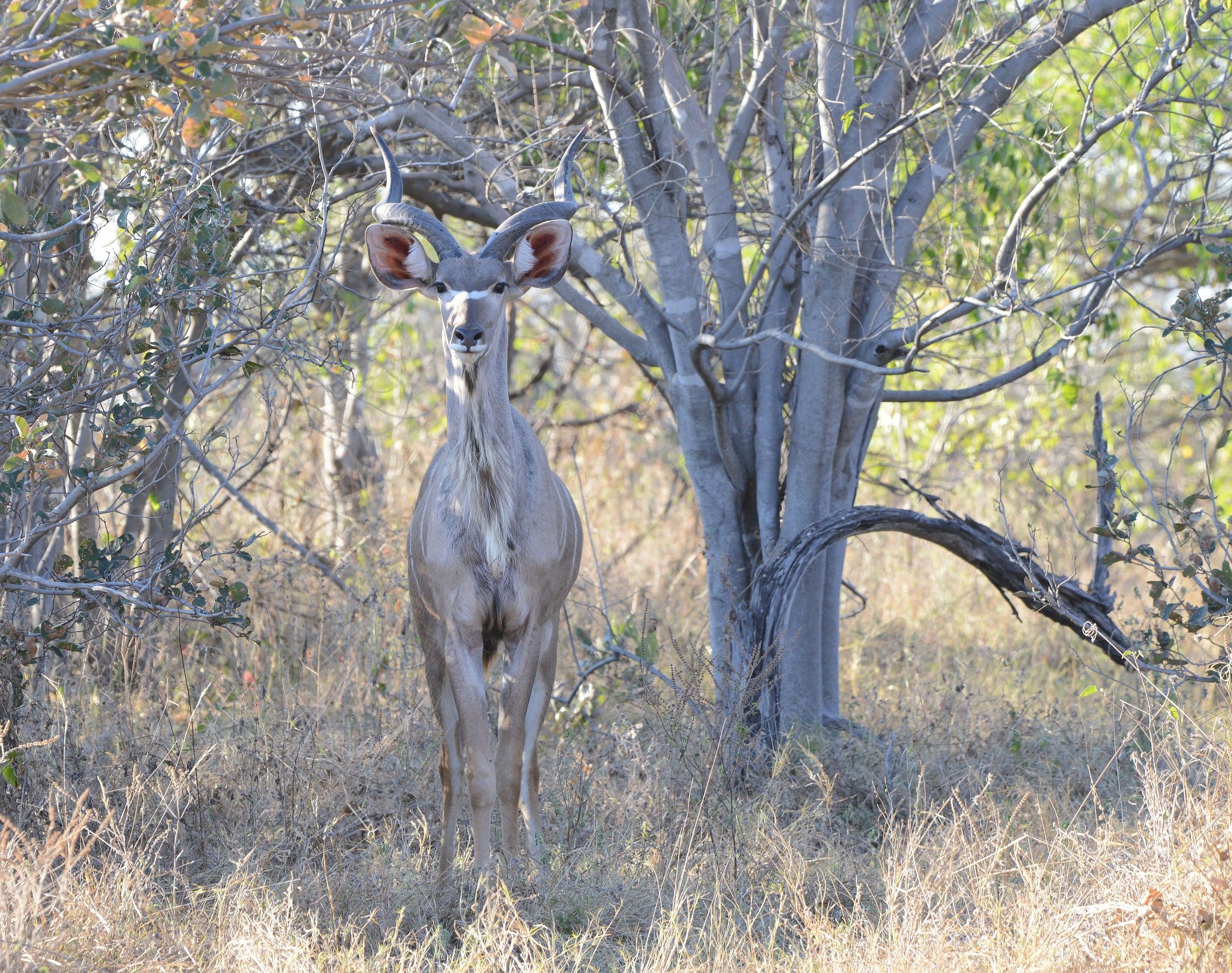 Kudu...