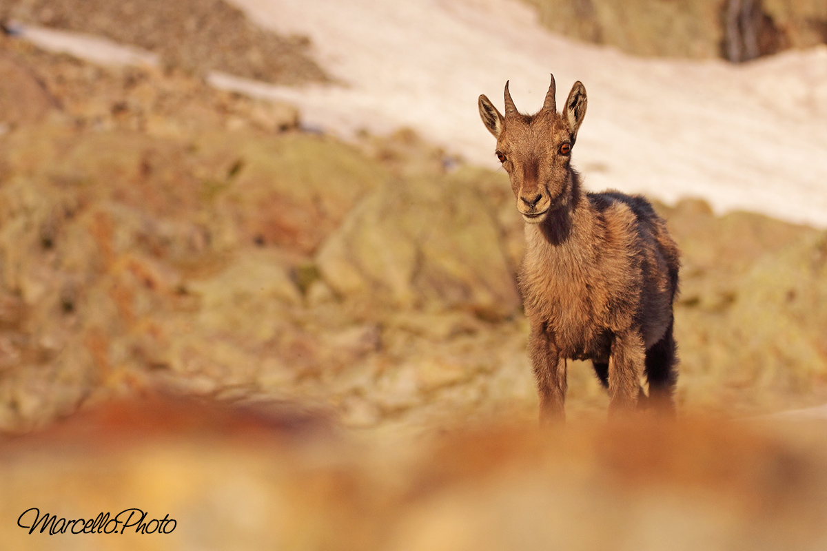 small ibex...