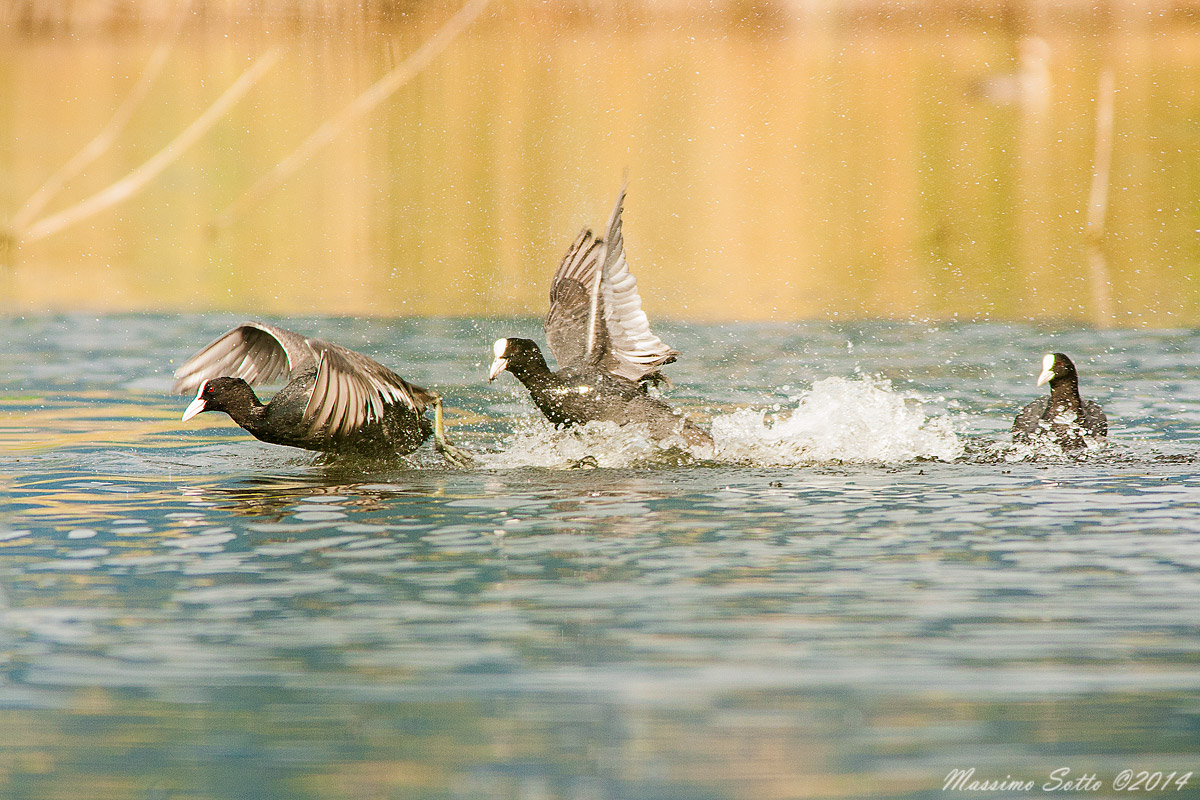 Pursuit of coots...