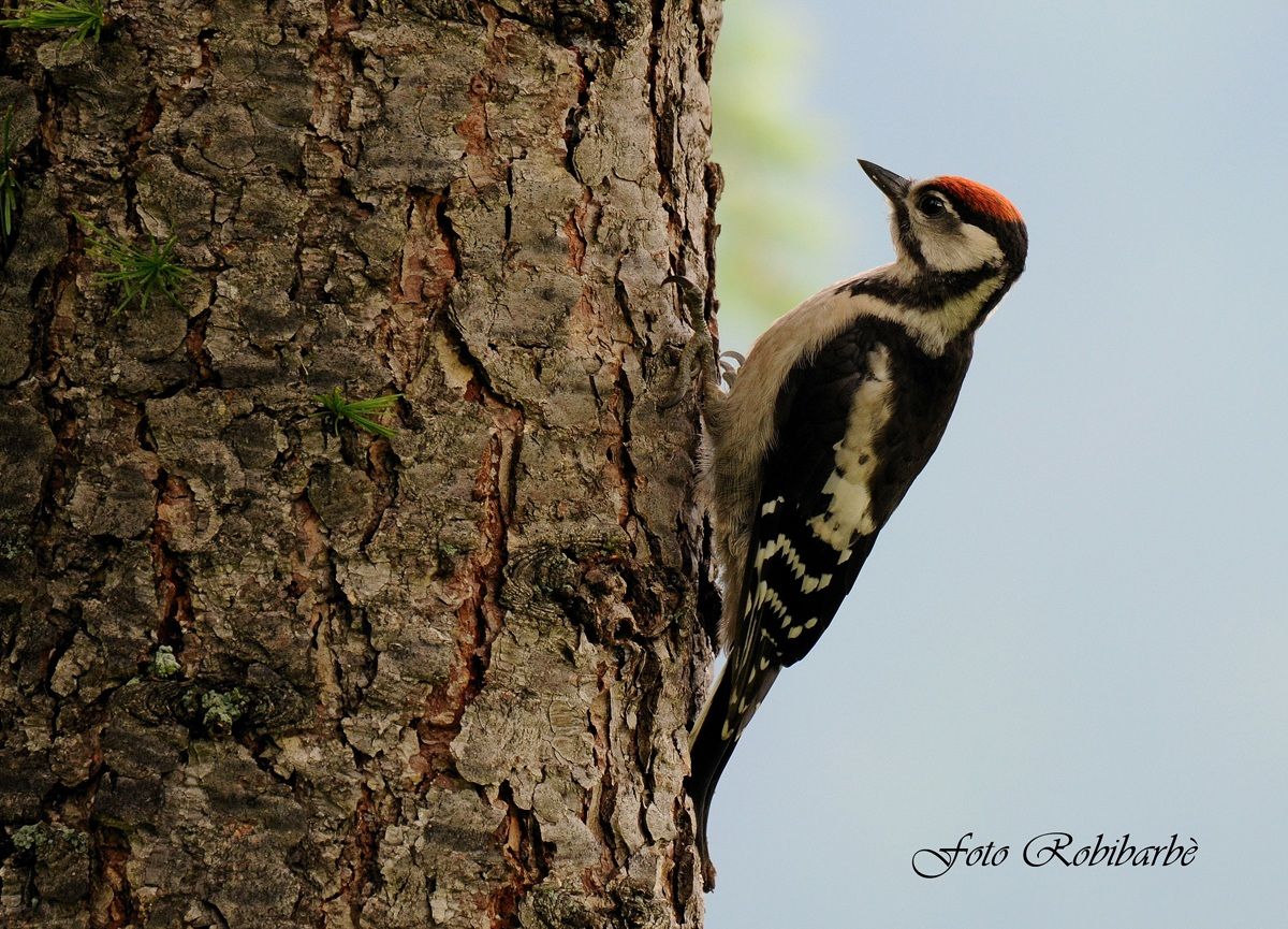 A young woodpecker .......