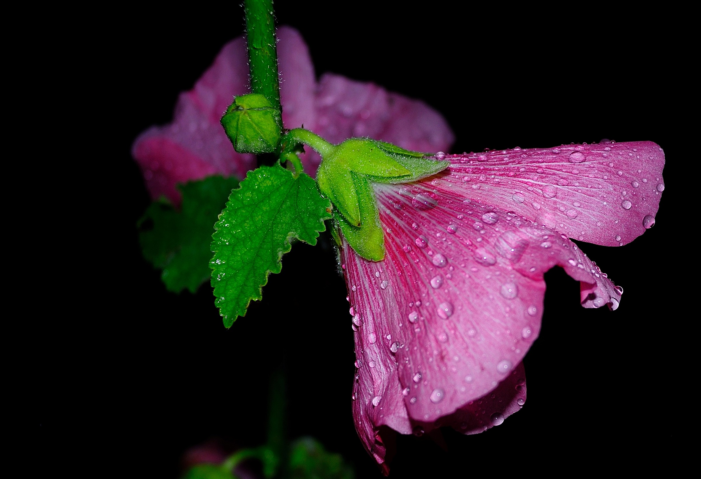 The precious drops on the flower....