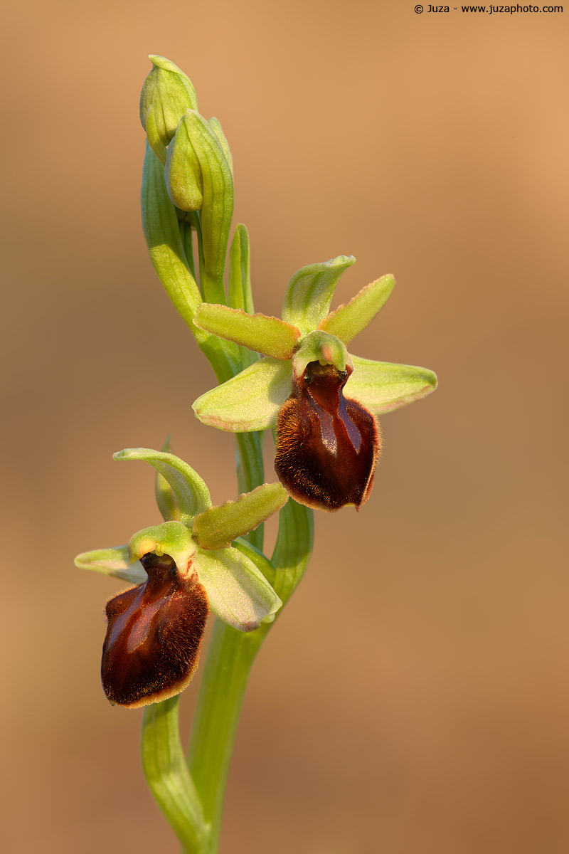 Ophrys sphegodes, 007136...