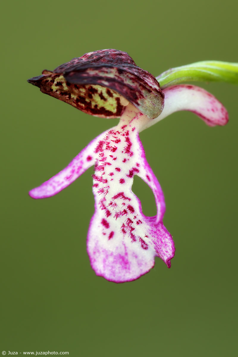 Orchis sp., 009589...