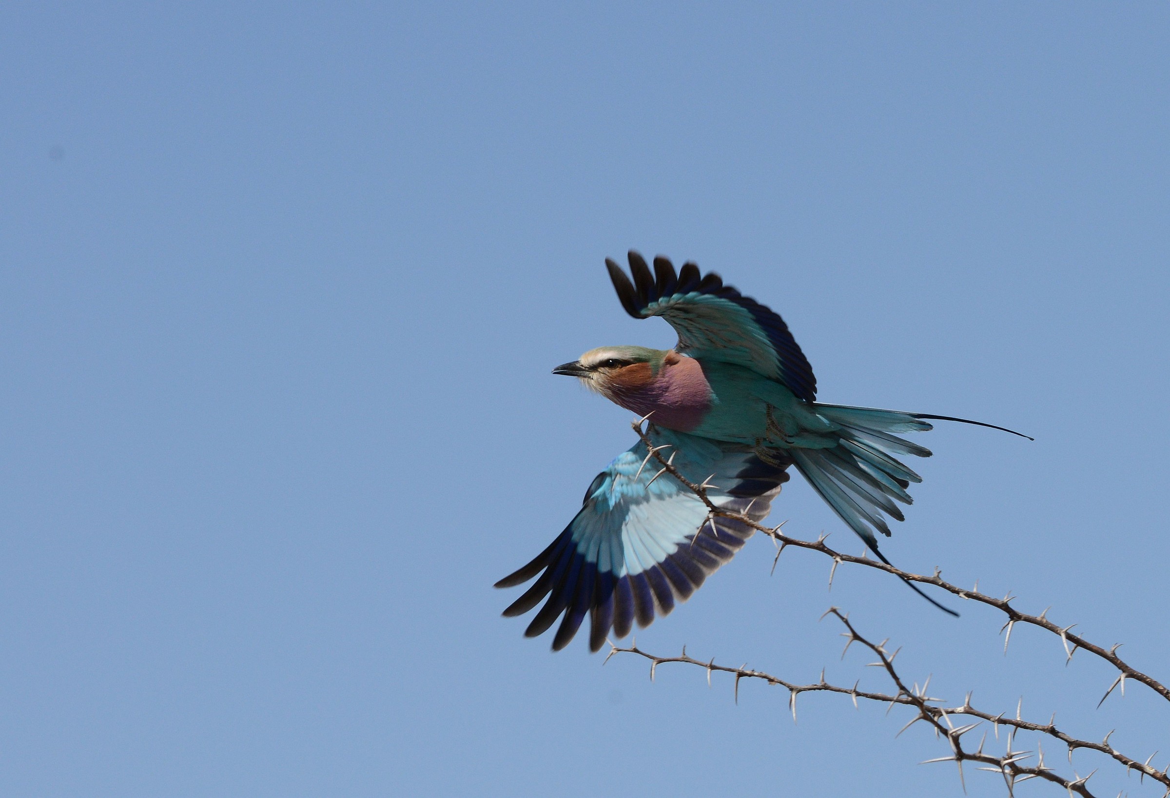 jay Lilac-breasted Roller...