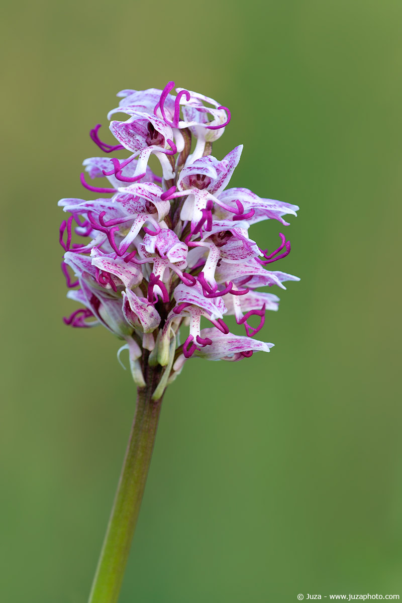 Orchis Simia, 007158...