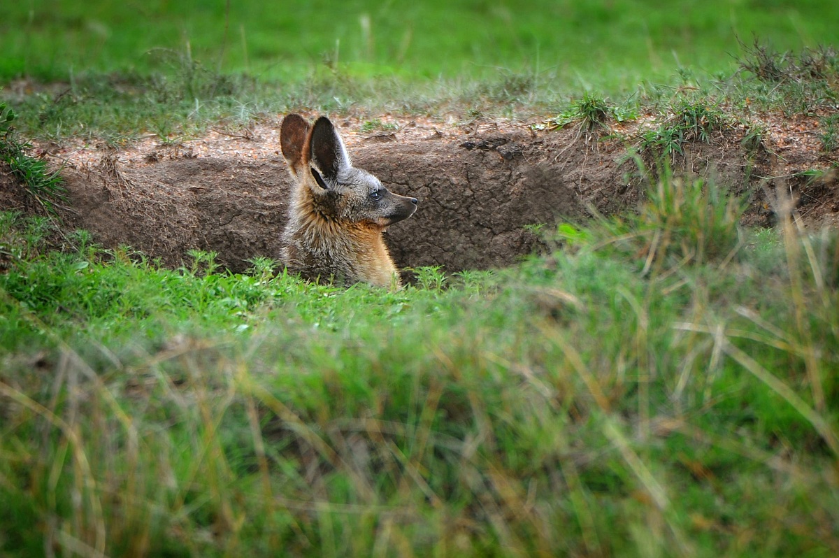 Bat-eared Fox...