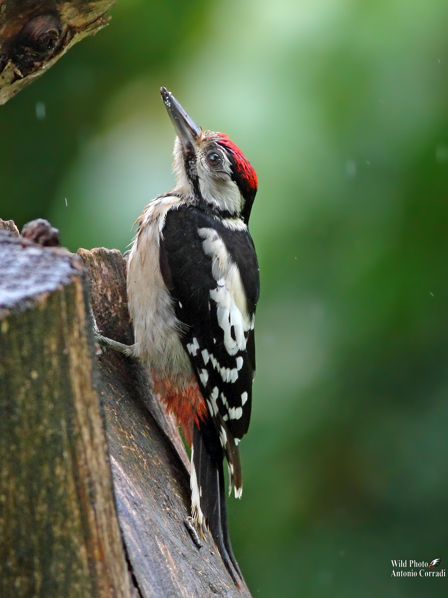 Young Woodpecker Red...