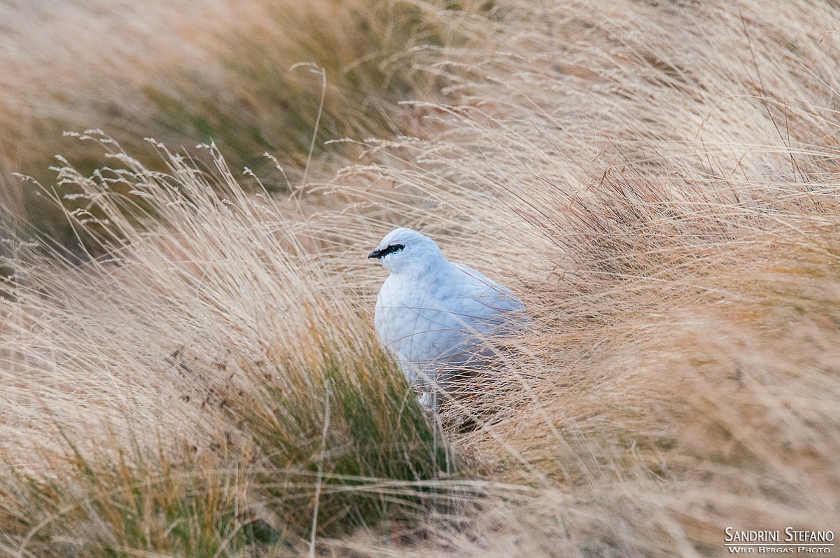 Ptarmigan...