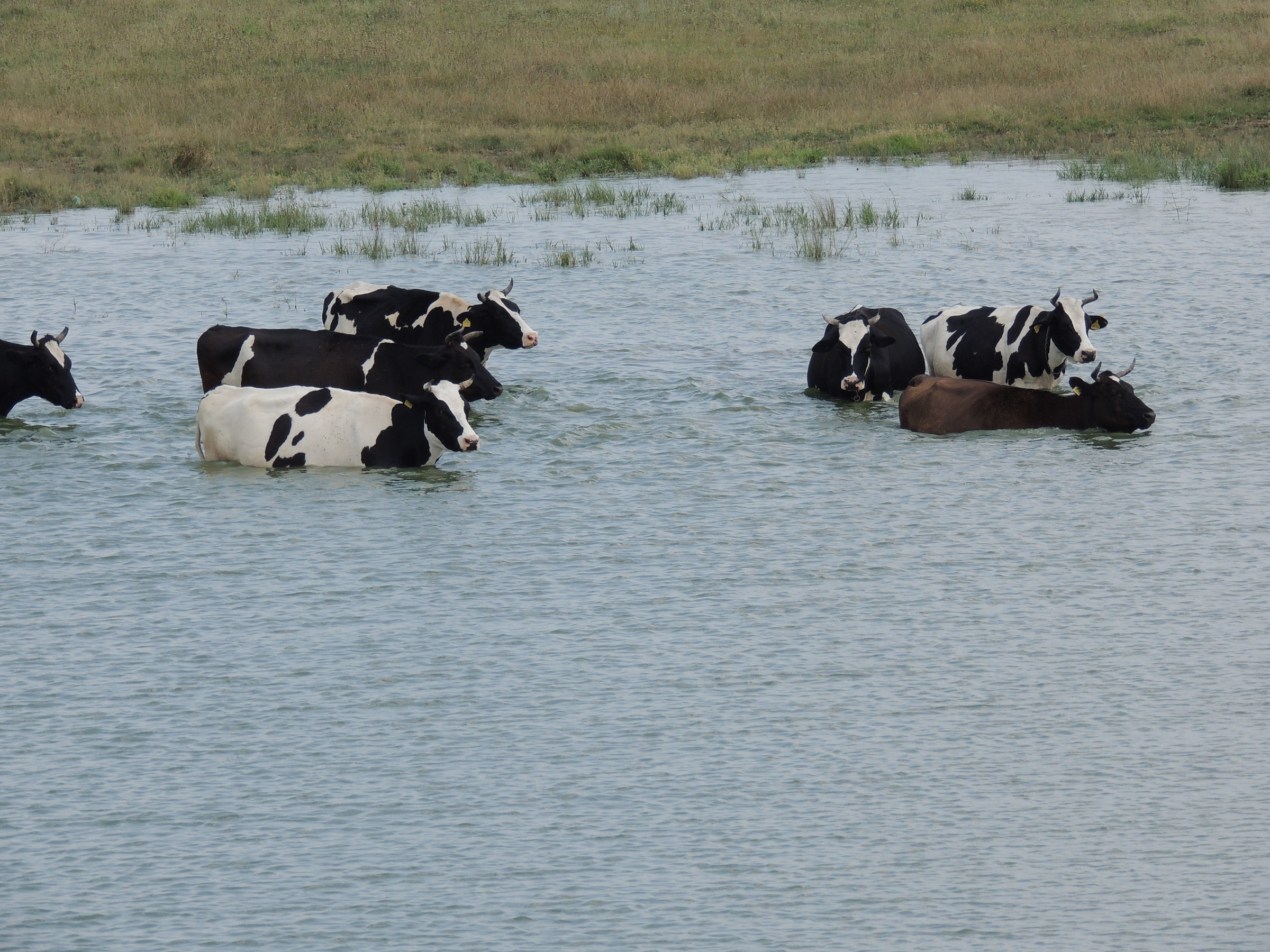 Vacche ( delta Danubio  )...