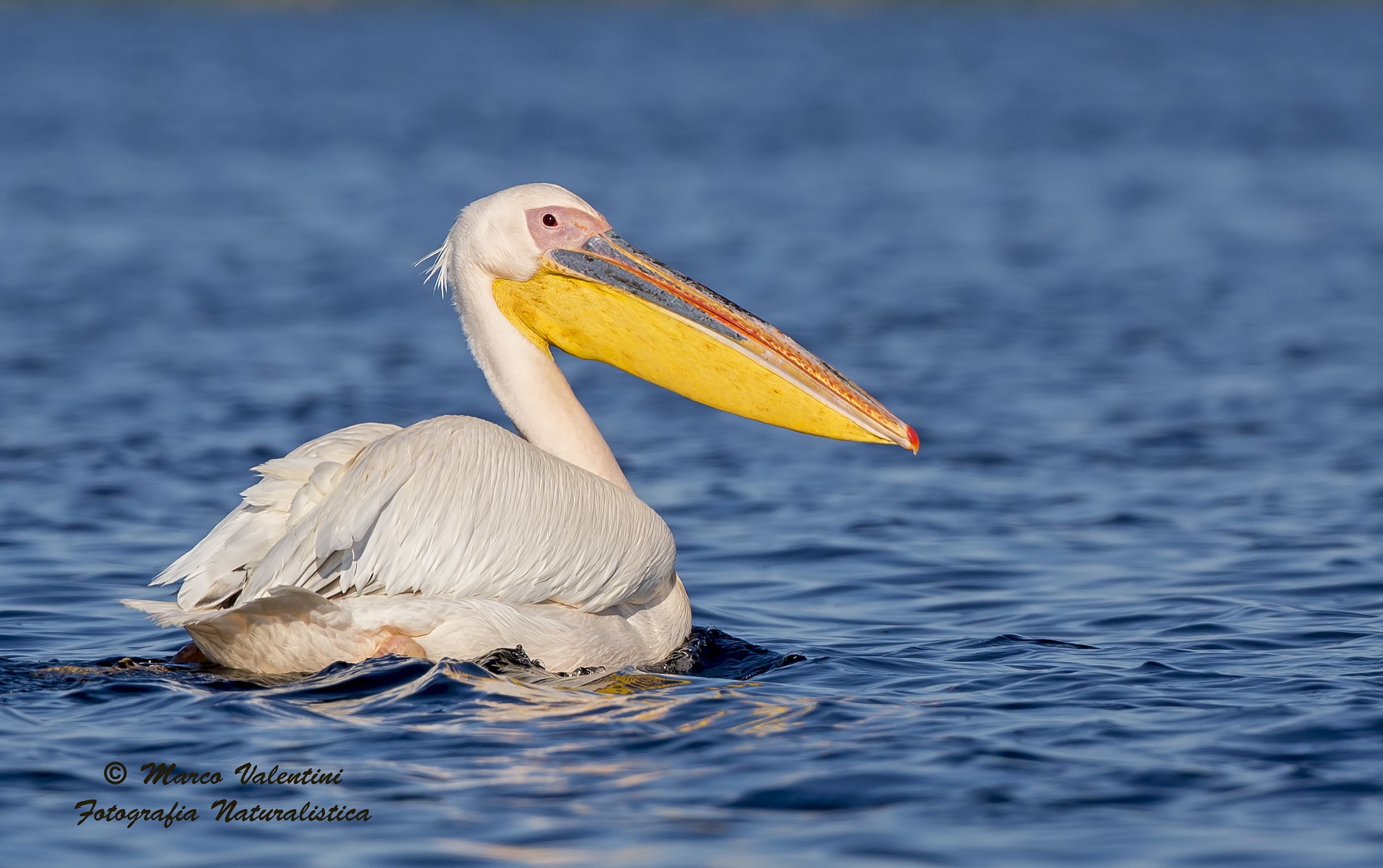 United colors of pelicans...