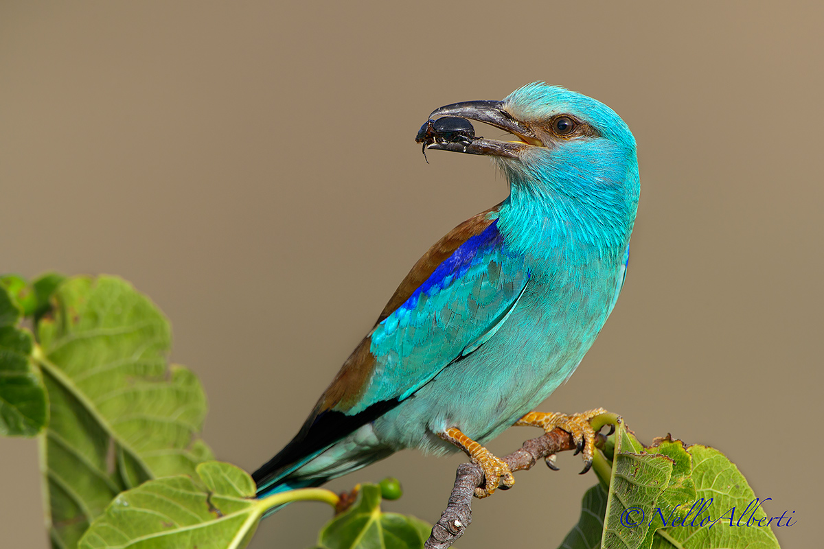 European Roller with insect...