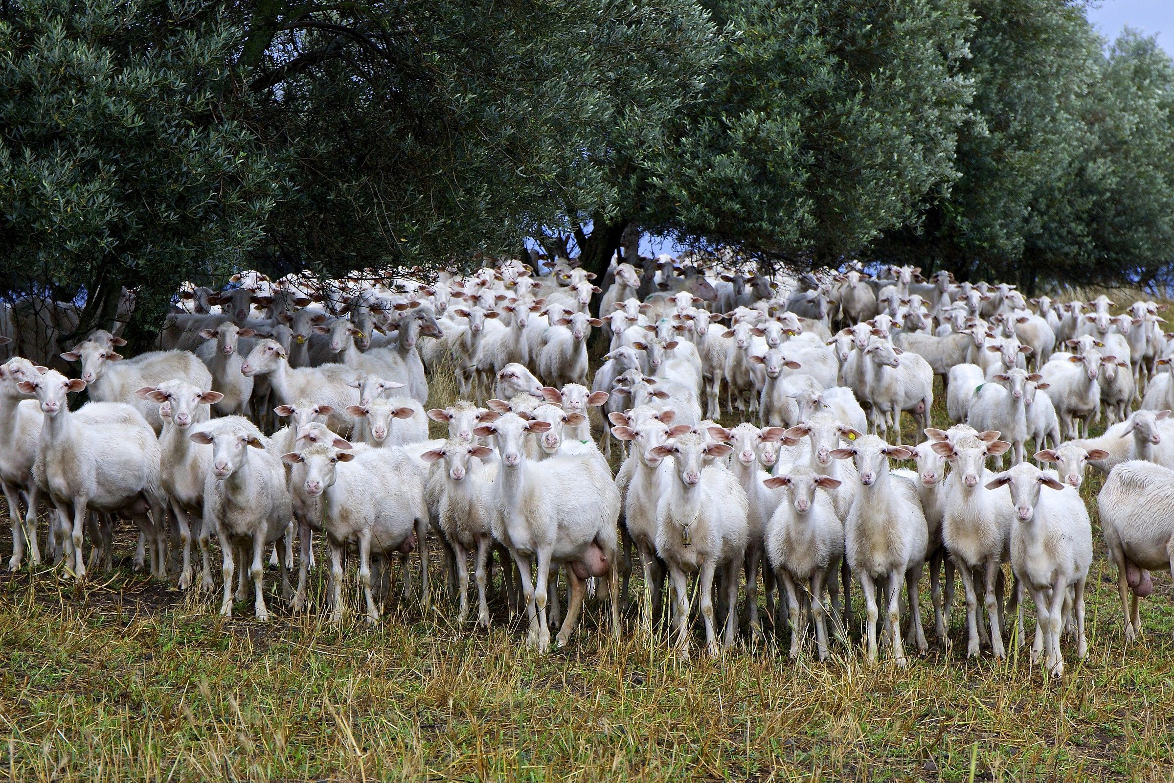 le pecore ci guardano.....
