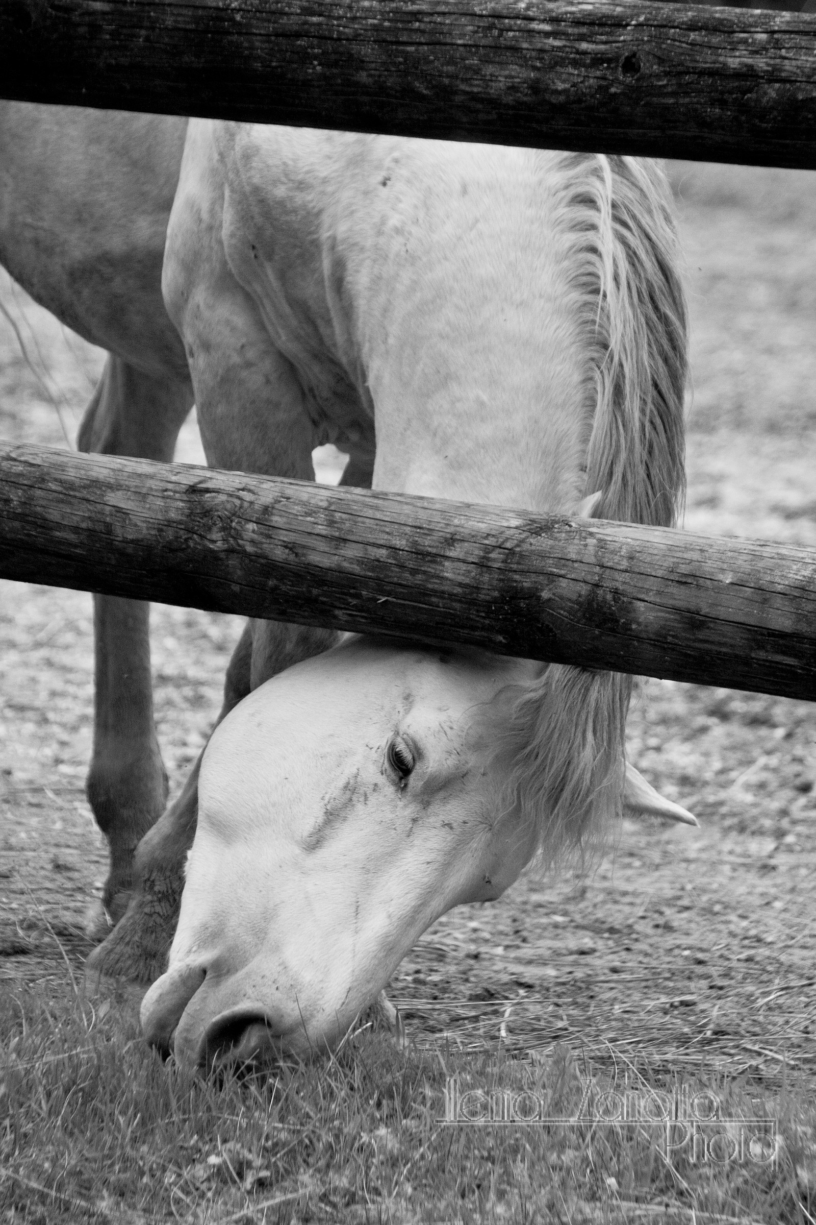 cavallo bianco in b&W...