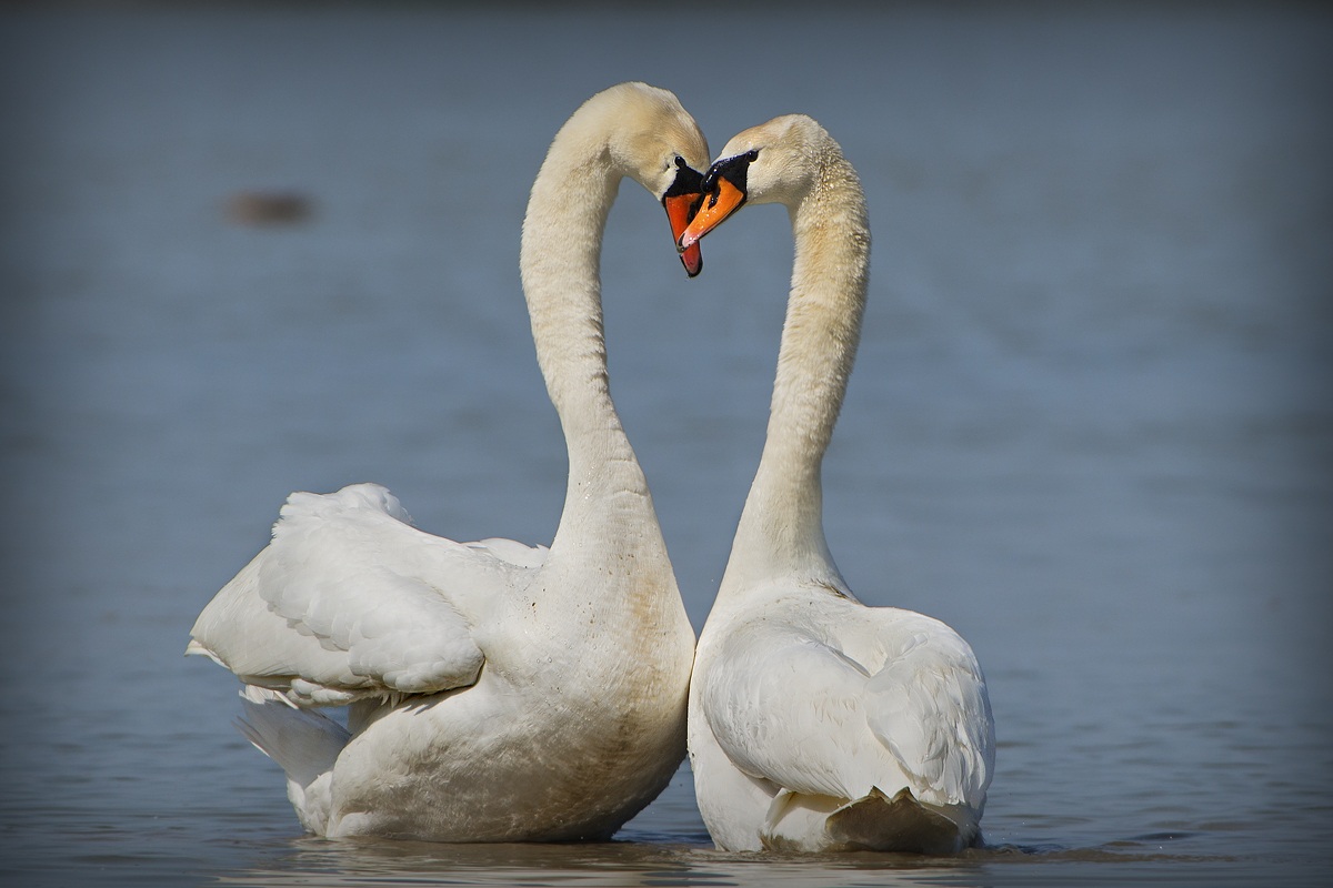 swans in love...
