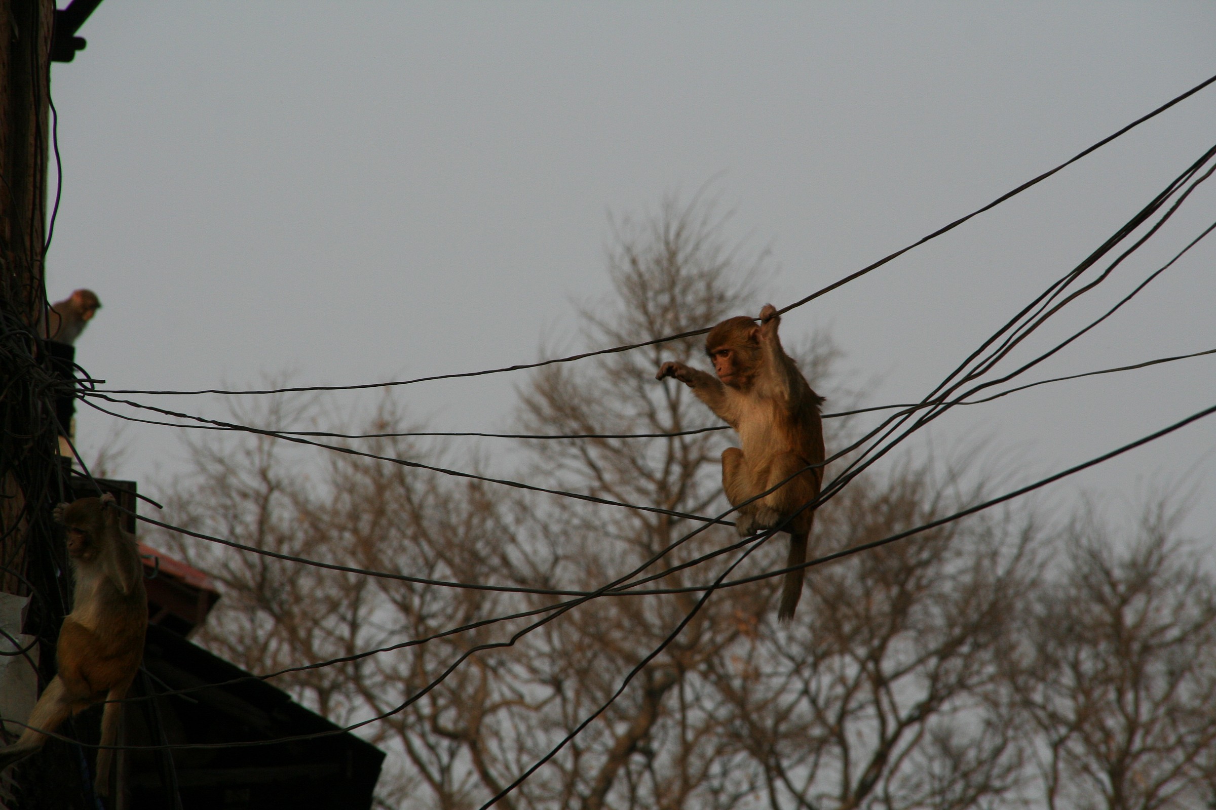 kapmandu monkey on electrical cords...