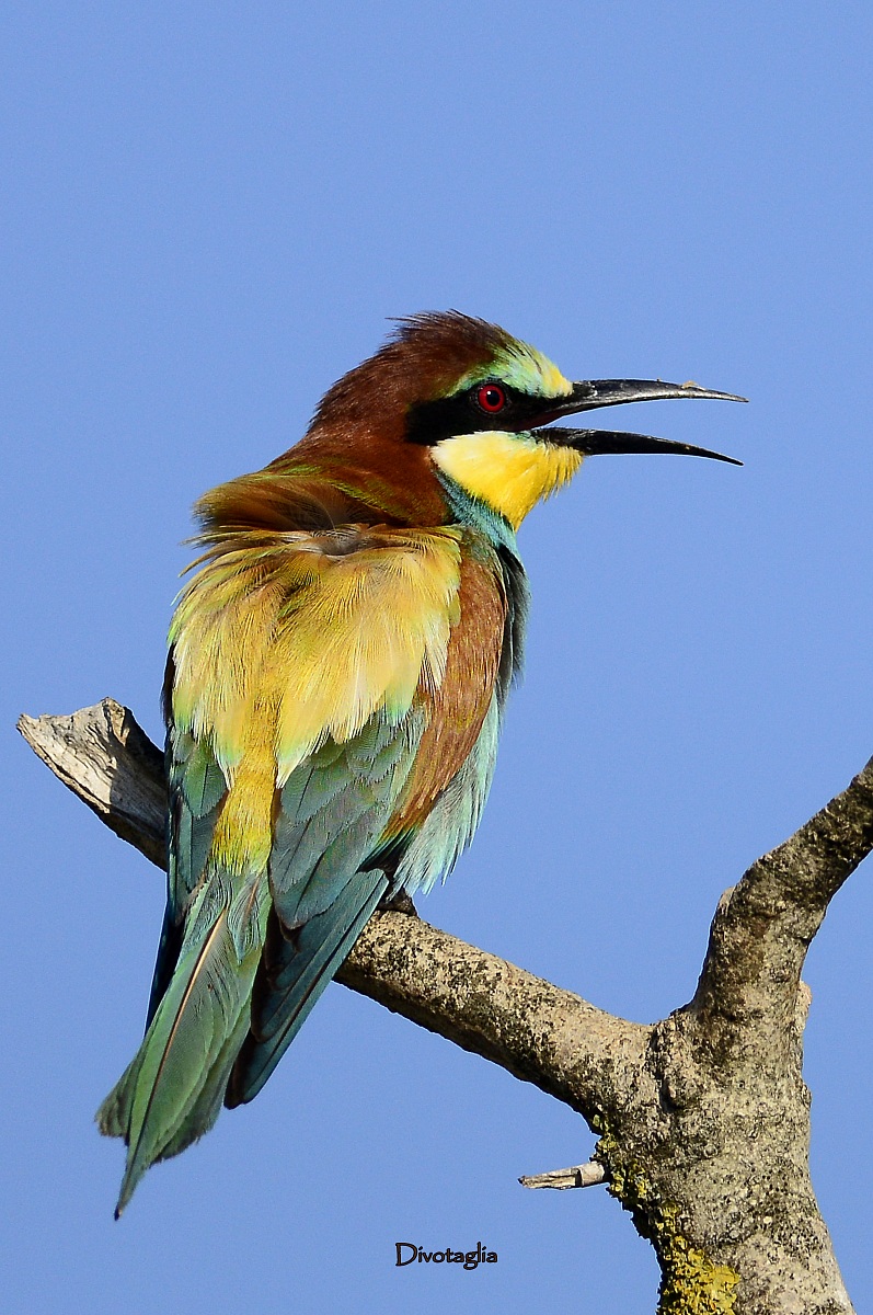 The Singing Bee Eater...