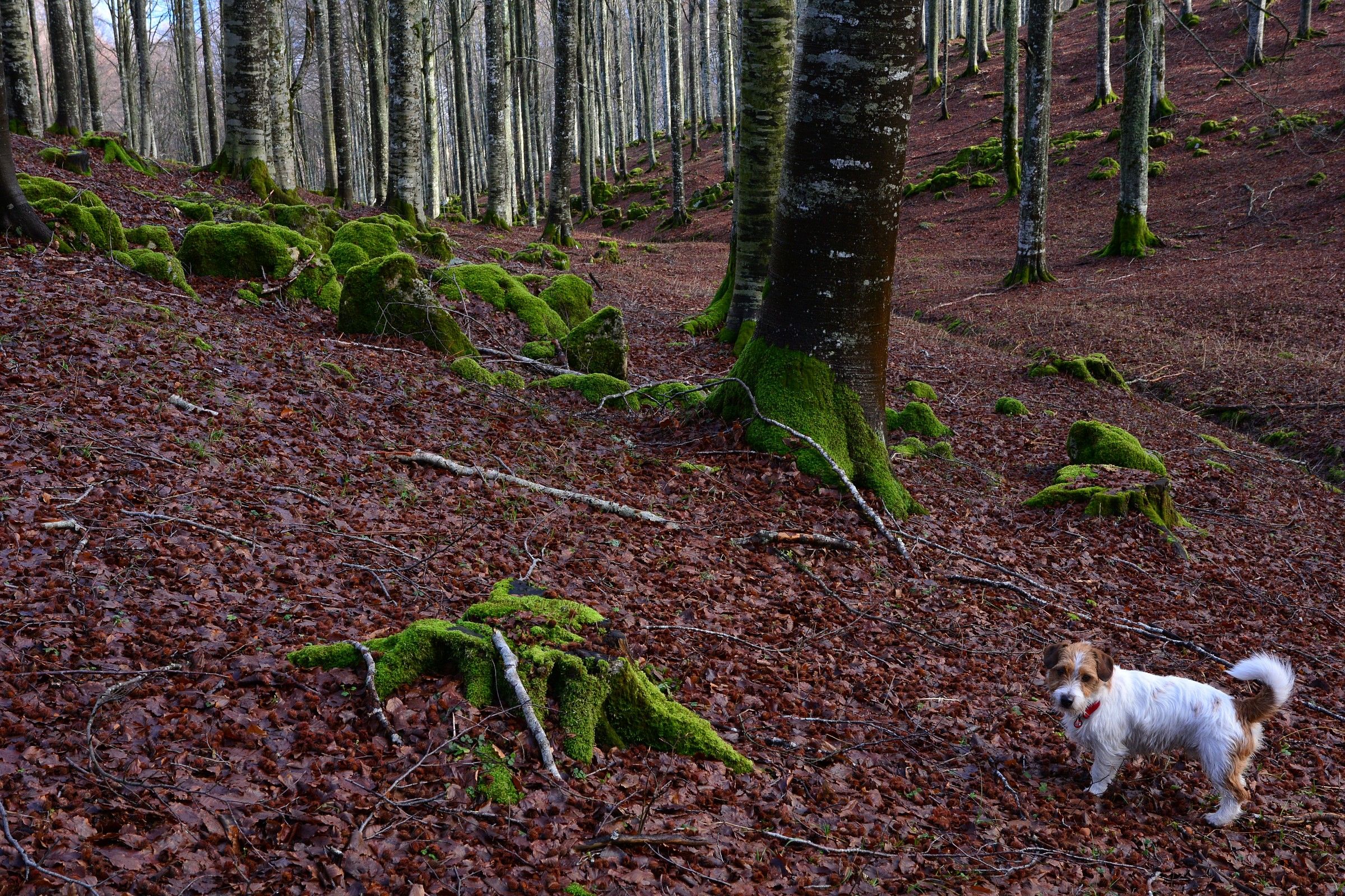 Che paura nel bosco...