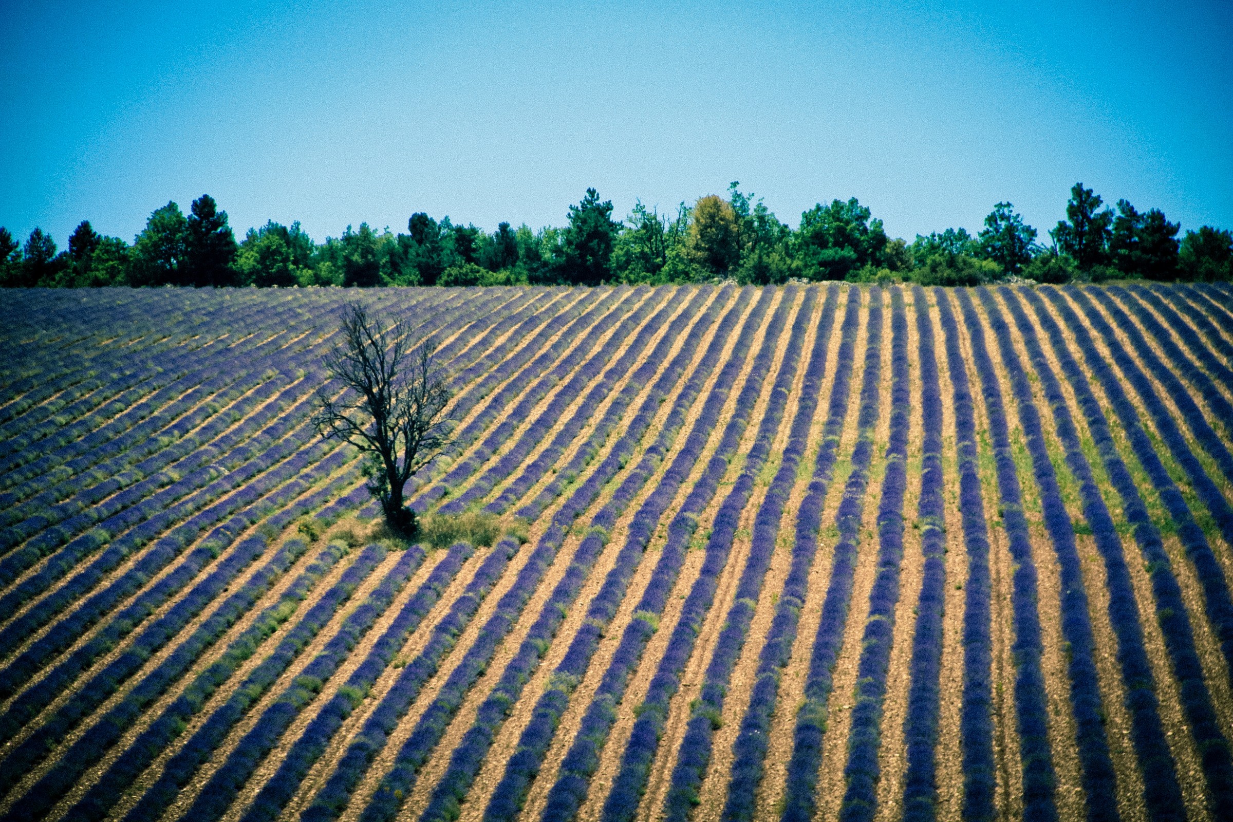 Un albero solo...