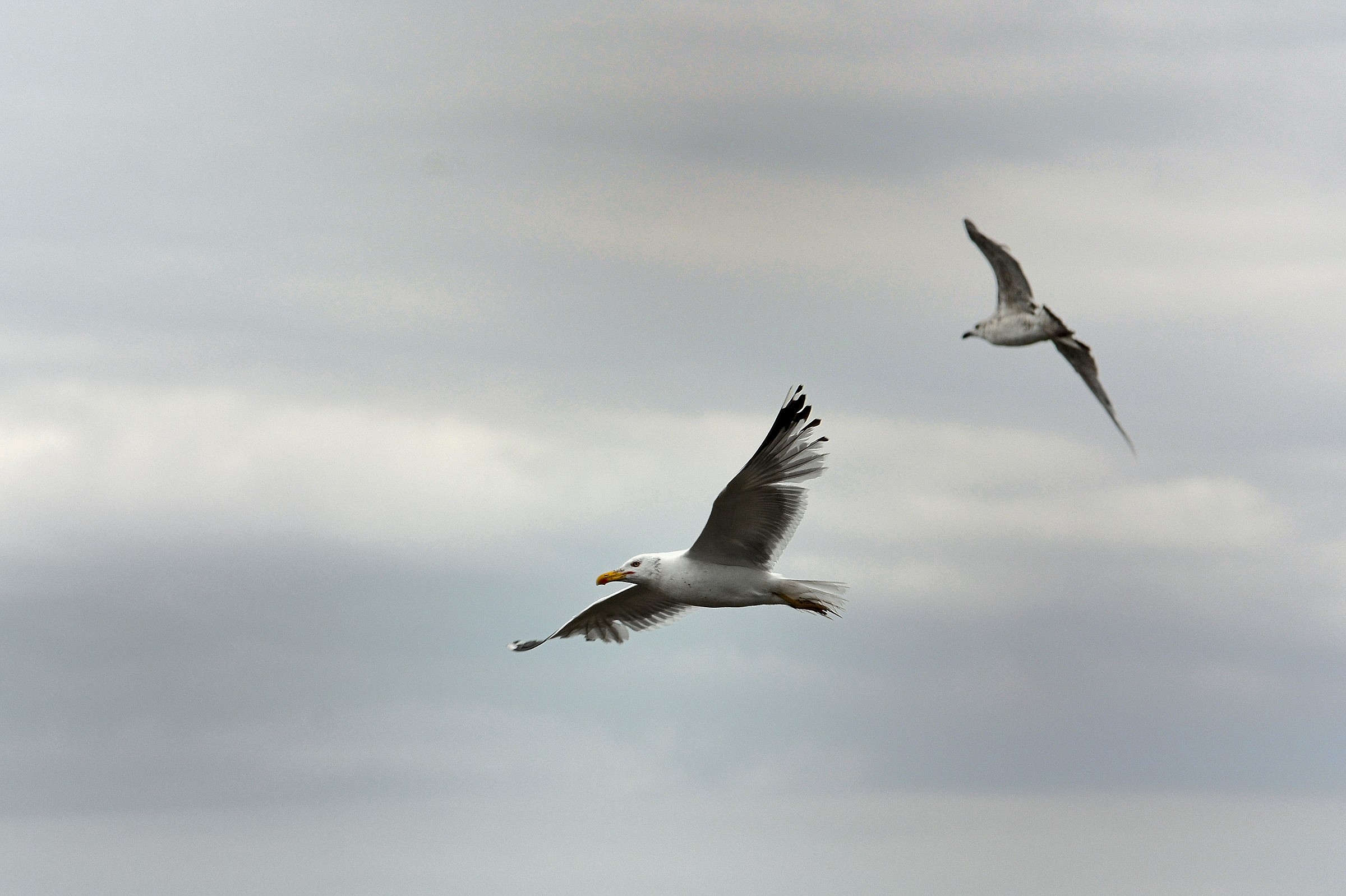 Seagulls...