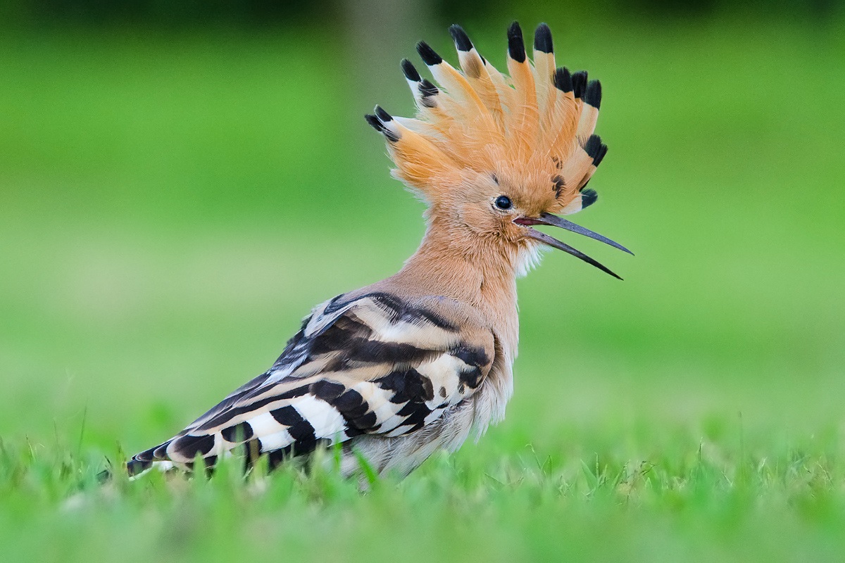 Small hoopoe...