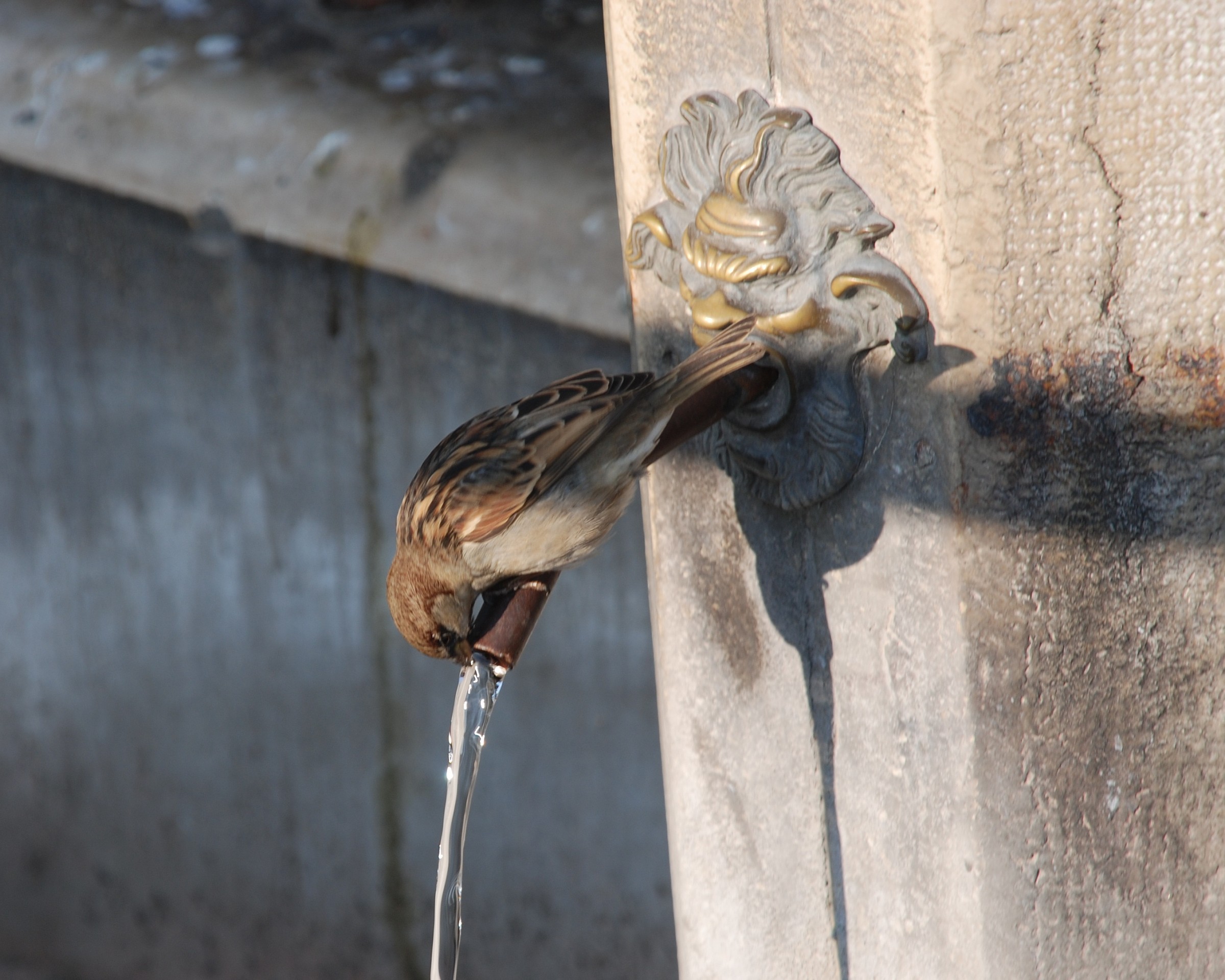 the fountain...