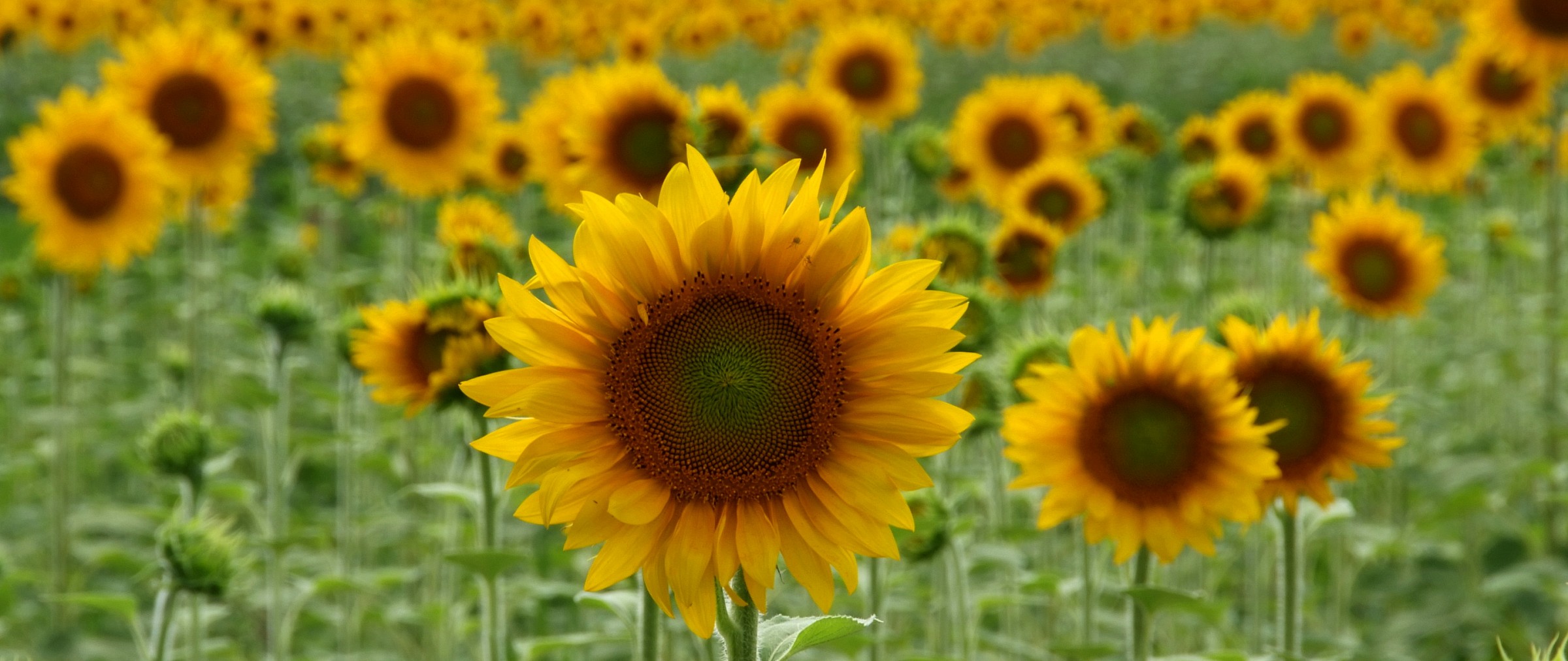 sunflowers...