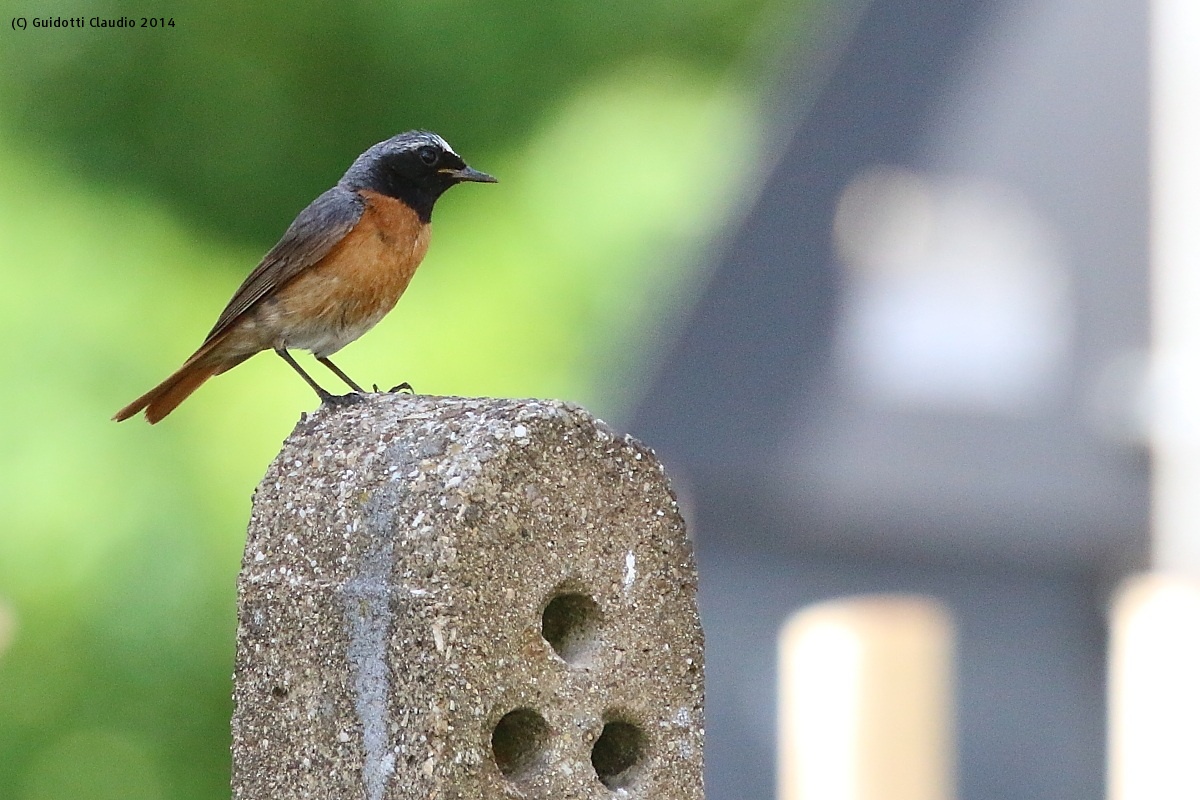 Redstart...