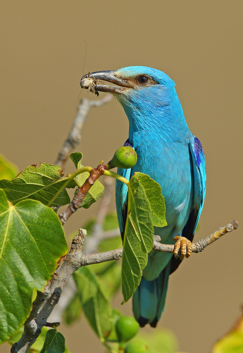 European Roller...