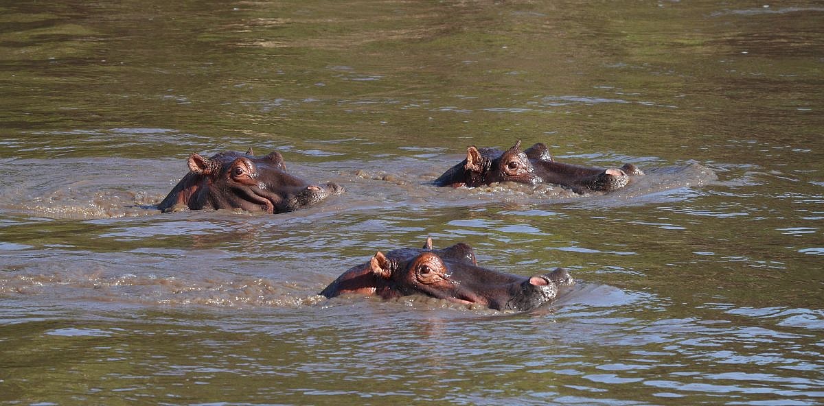 Hippo in formazione...