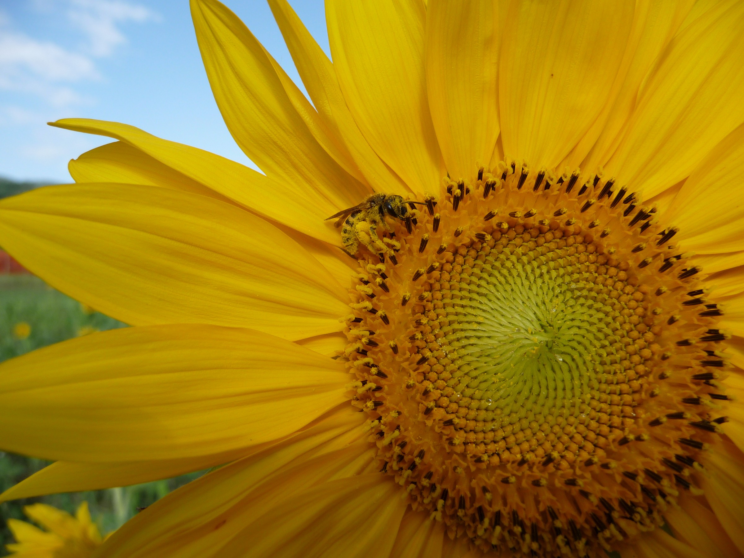 Sunflower with Bee...