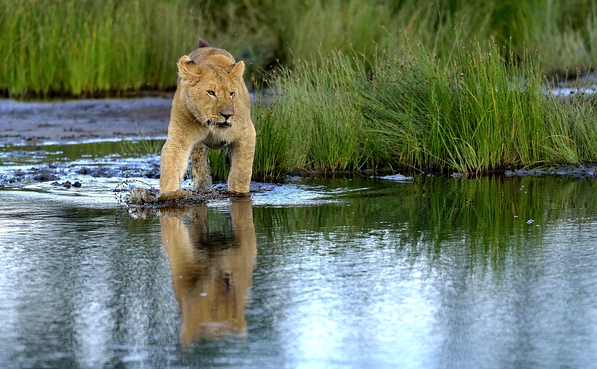 Ngorongoro Conservation Area - Giovani leoni...