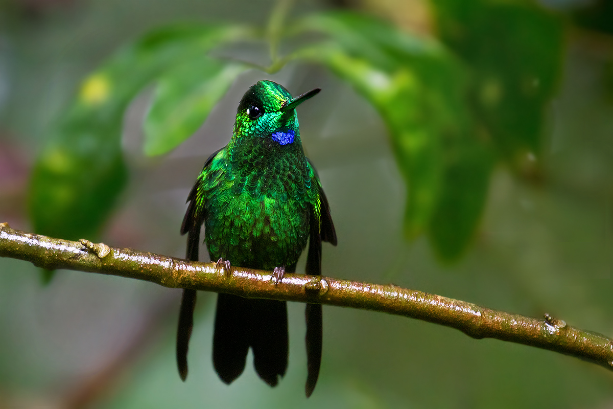 Green-crowned Brilliant...