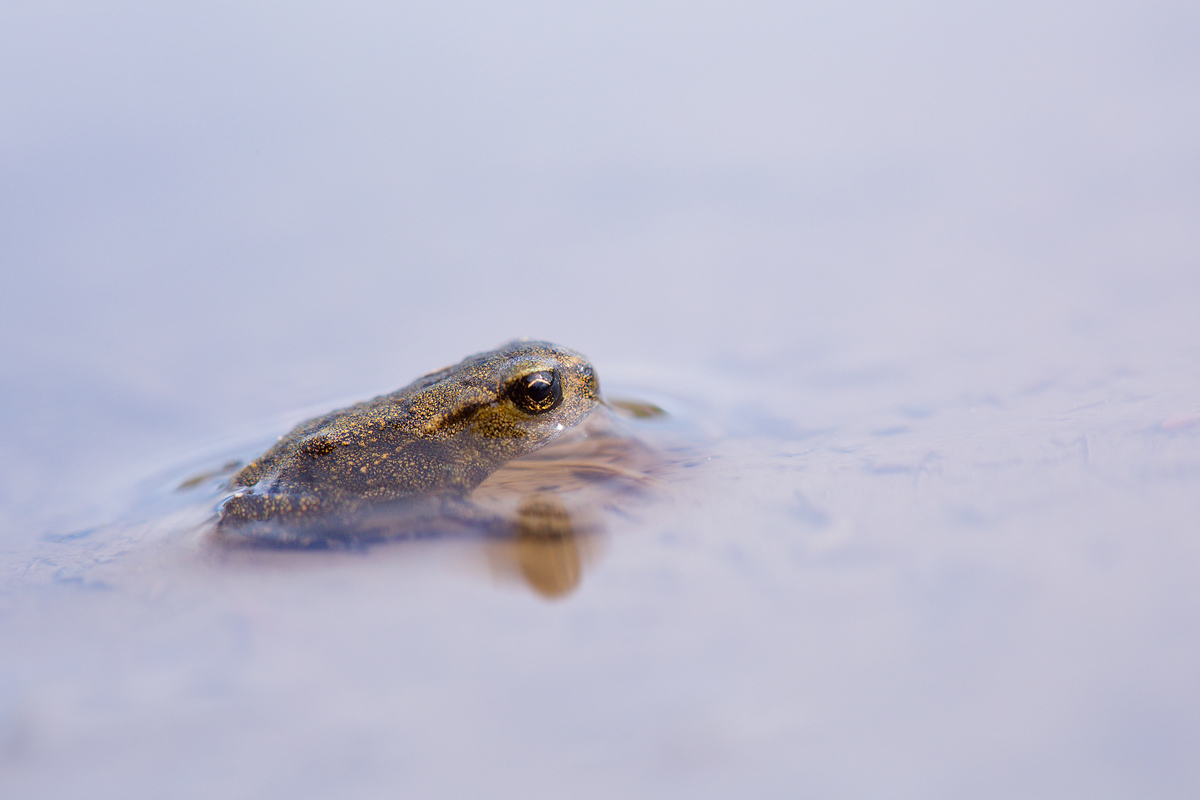 Common toad (Bufo bufo)...