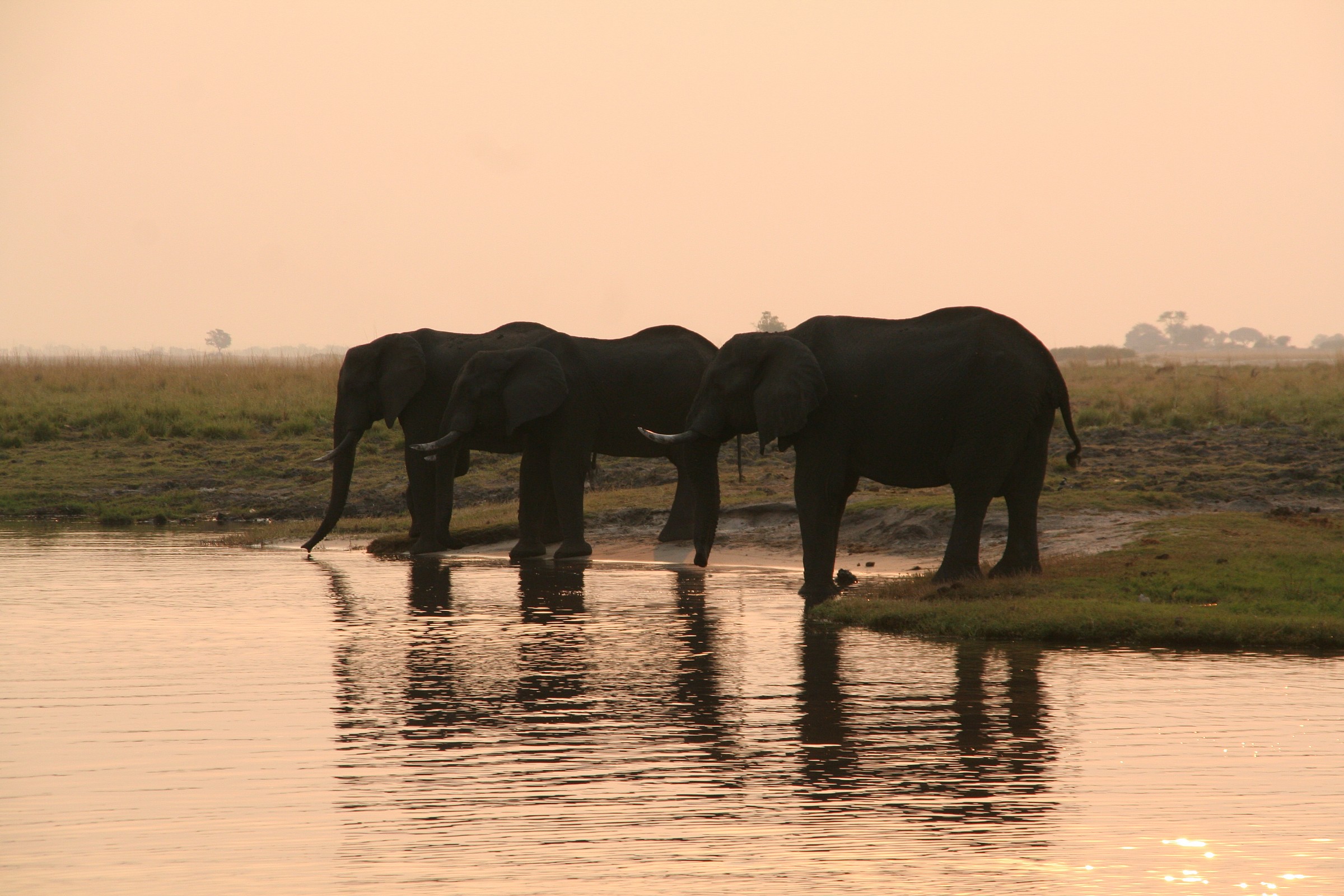 elephants at sunset...