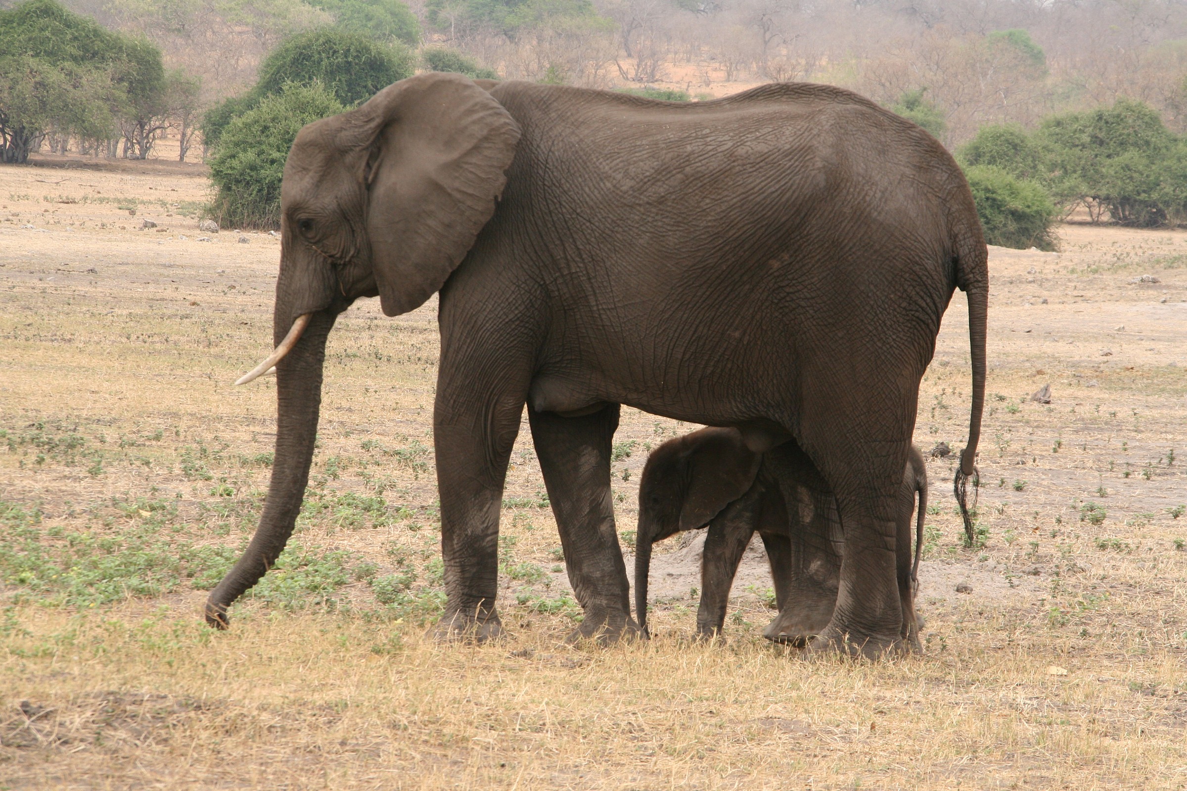 Mamma elefante con il suo piccolo Parco Chobe...