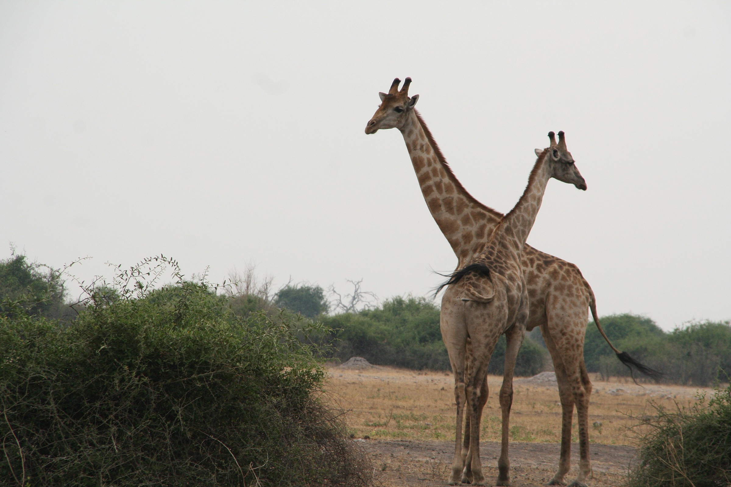 Giraffe Parco Chobe...