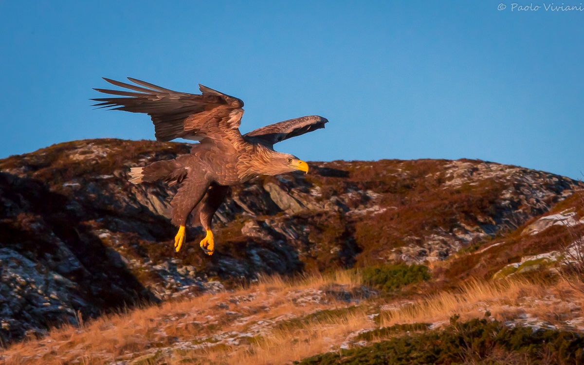 Aquila di Mare dalla coda bianca...