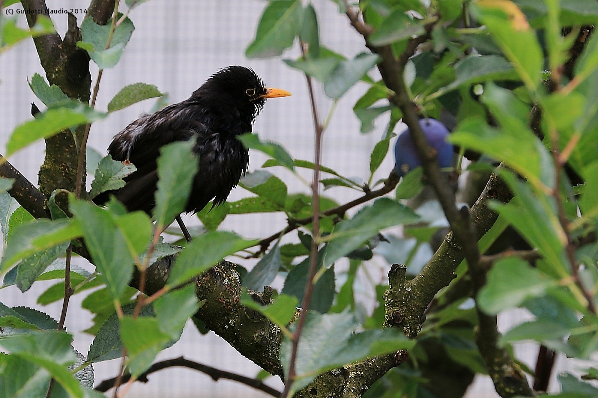 The blackbird and the plum...