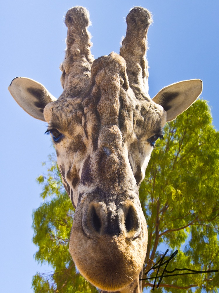 E la giraffa come fa....non c'è nessuno che lo sa.........