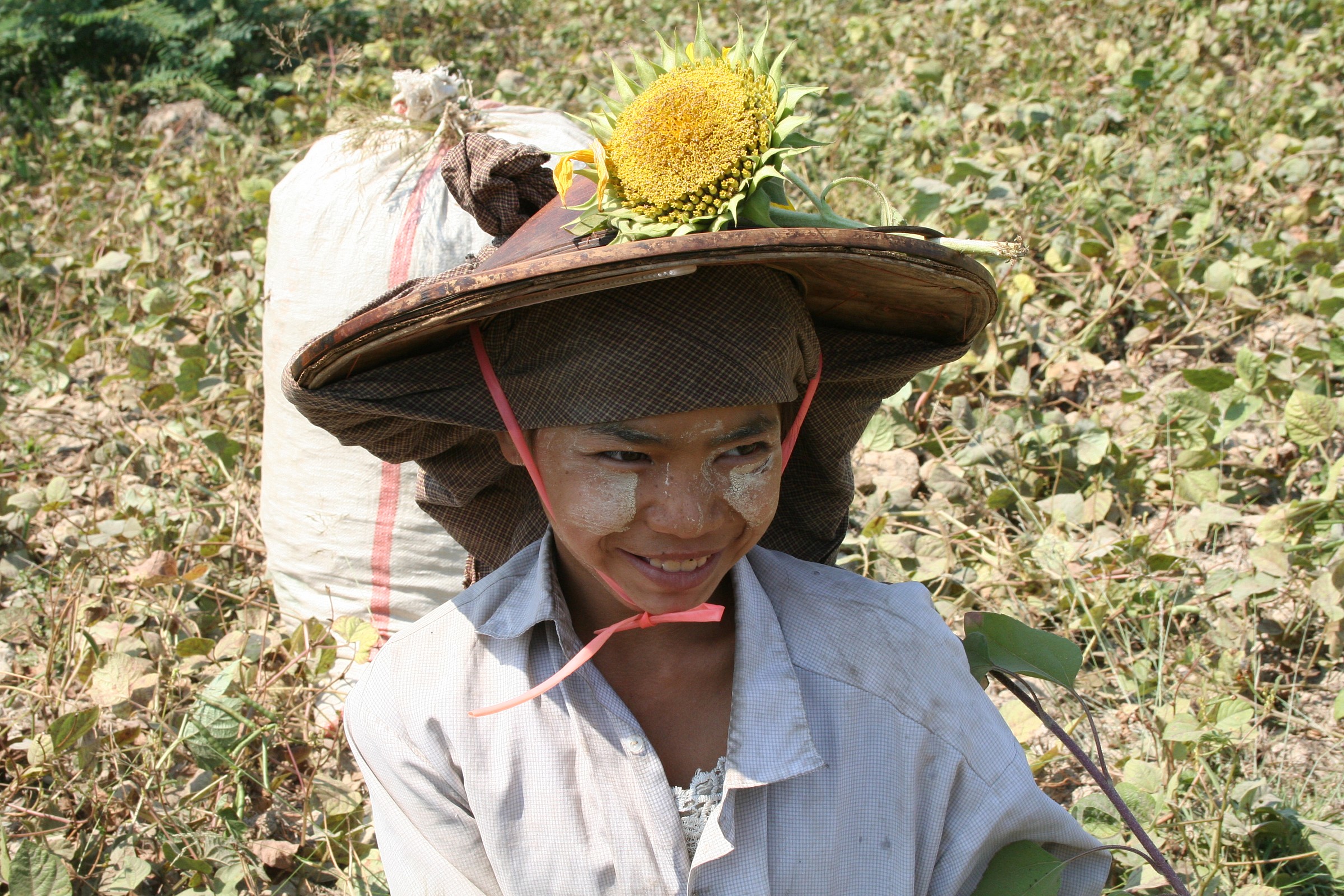 Myanmar raccoglitrice di fagiolini...