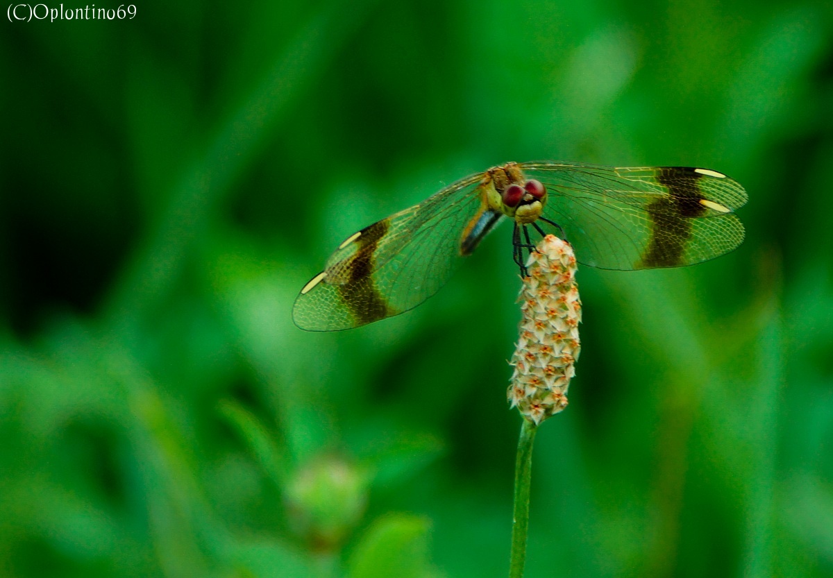 Red-eyed dragonfly...