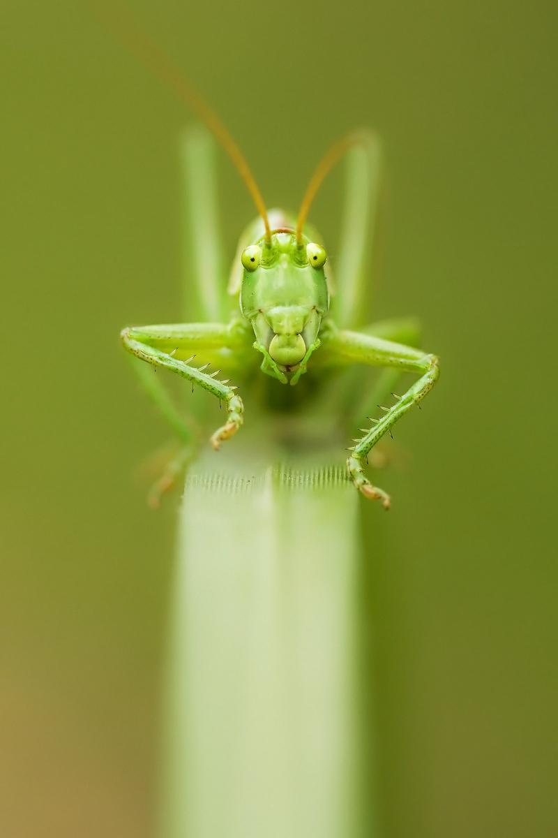 Green grasshopper, San Donato Milanese, Italy...