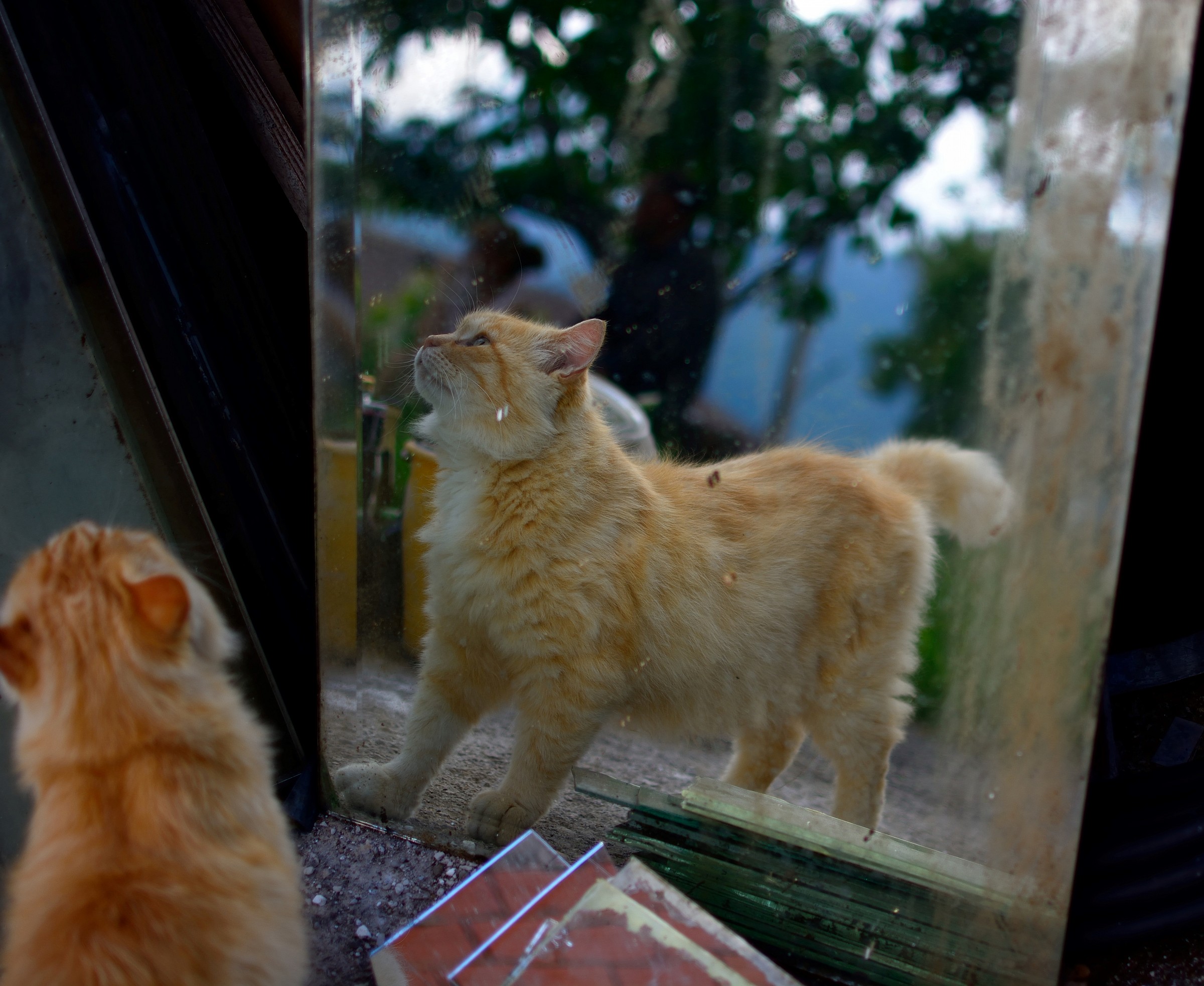 il gatto e lo specchio......
