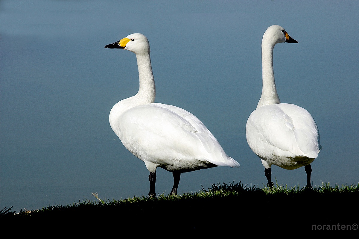Cigno Minore...