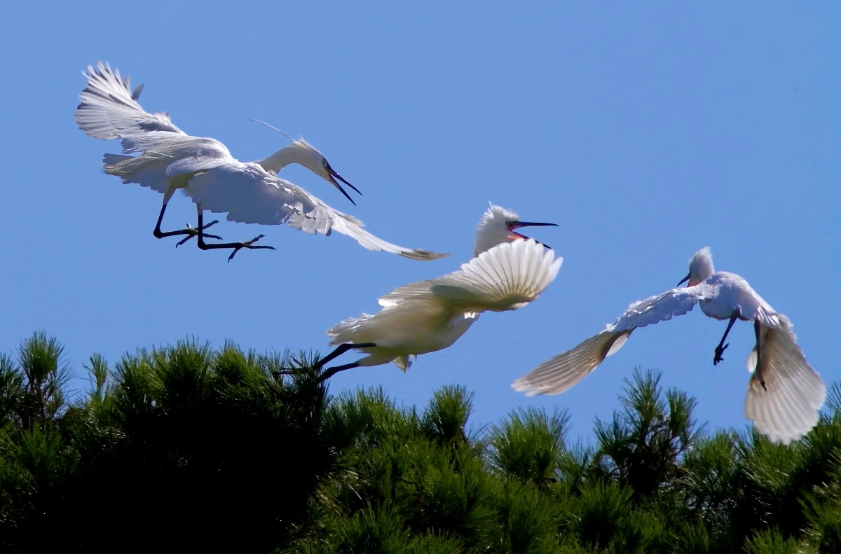 Egrets in Orbetello...