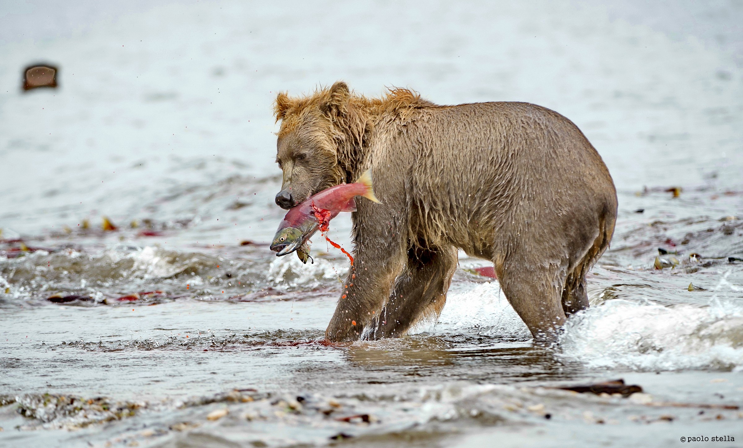 the end of the sockeye...