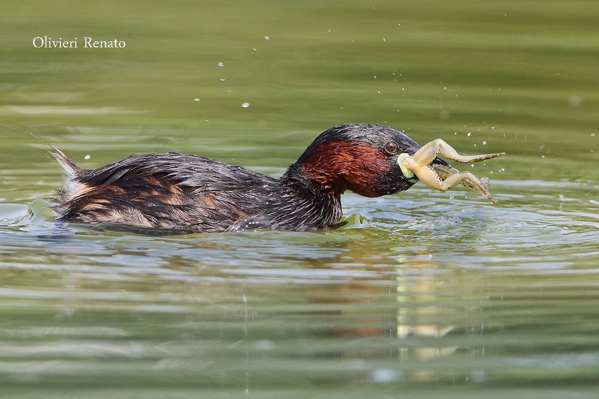 Little Grebe with Frog...