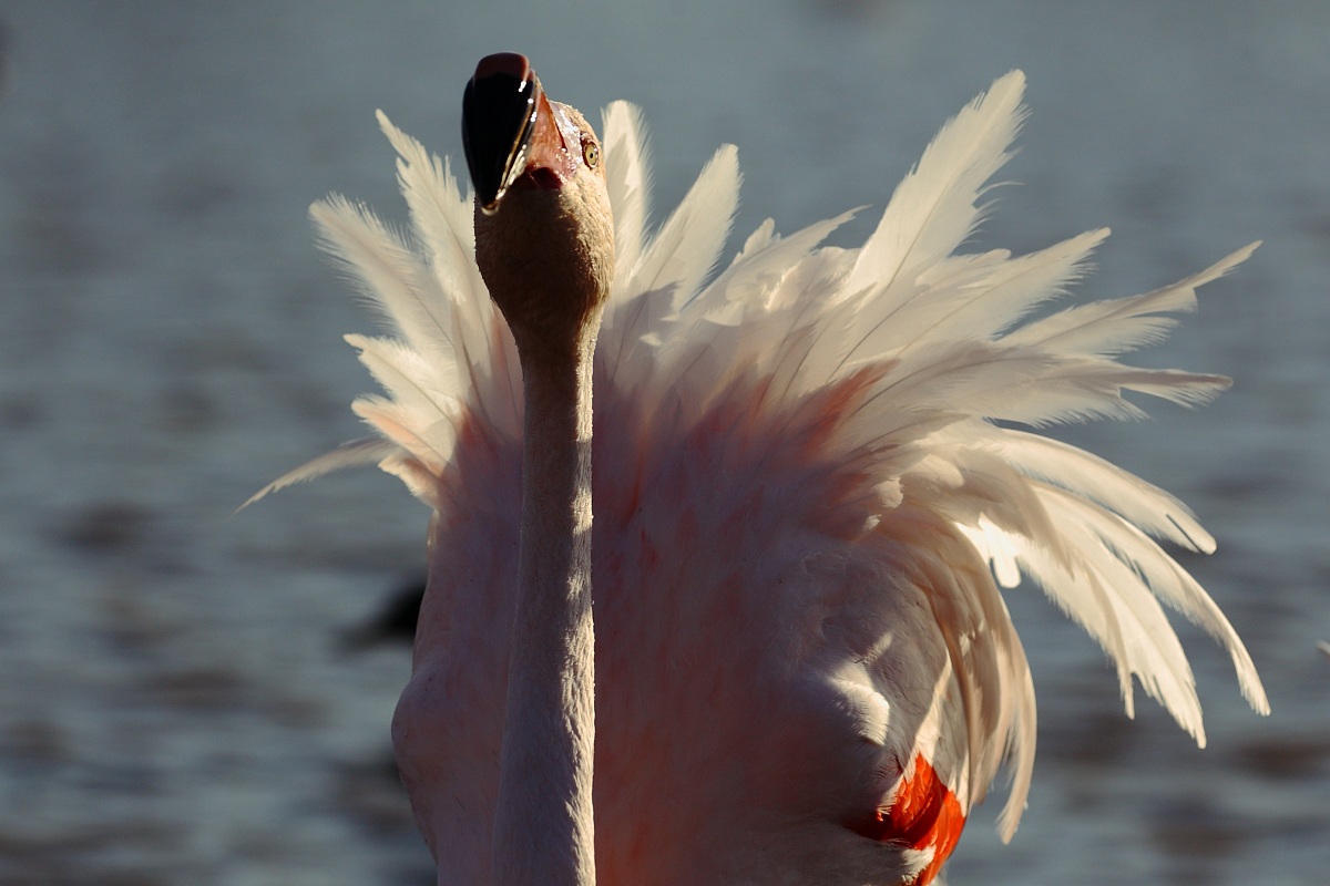 soft tone flamingo...