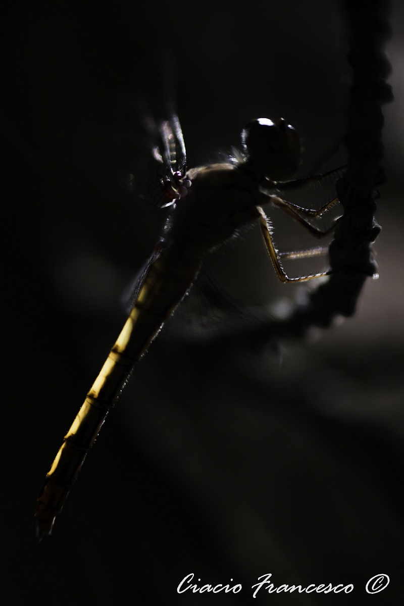Dragonfly in silhouette...