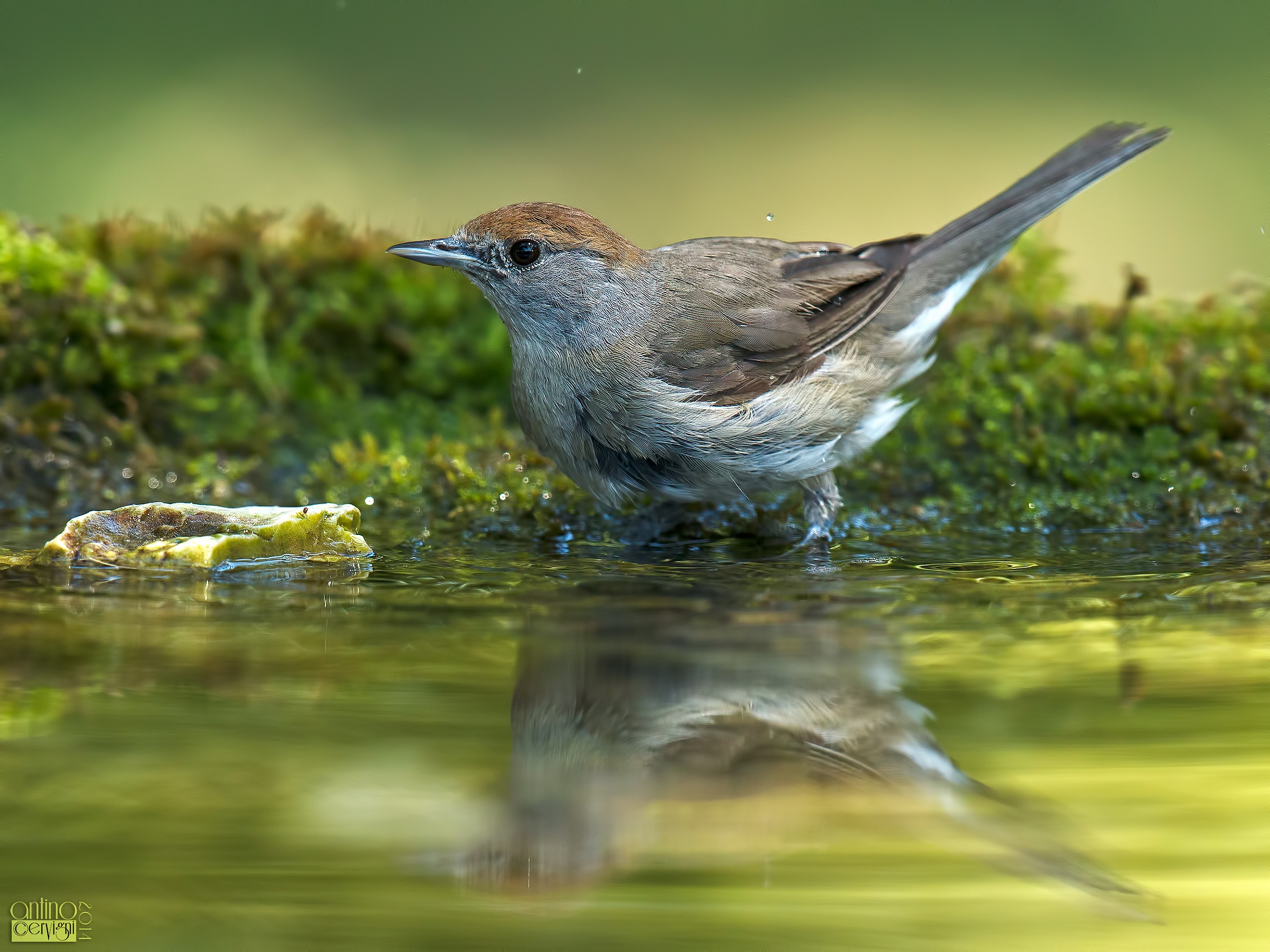 Blackcap female...